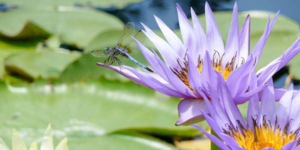 A dragonfly rests on a purple water lily, surrounded by lily pads on a pond.