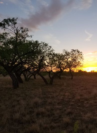 Park at sunset in San Angelo TX with silhouetted trees