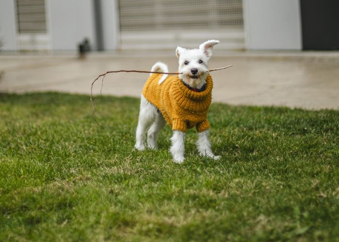 A small white dog wearing a yellow sweater holds a stick in its mouth while standing on grass.